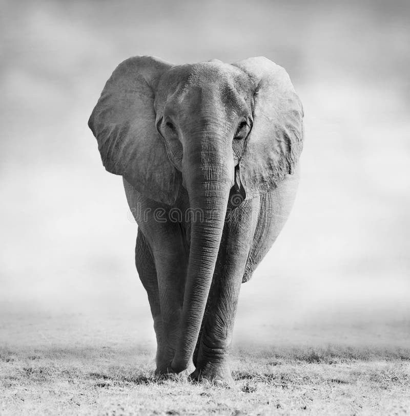 Artistic Black and White Image of an African Elephant. Artistic Black and White Image of an African Elephant