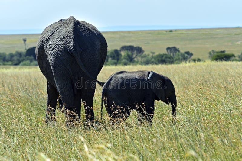 Download Elefante imagen de archivo. Imagen de animal, mamíferos - 44851853