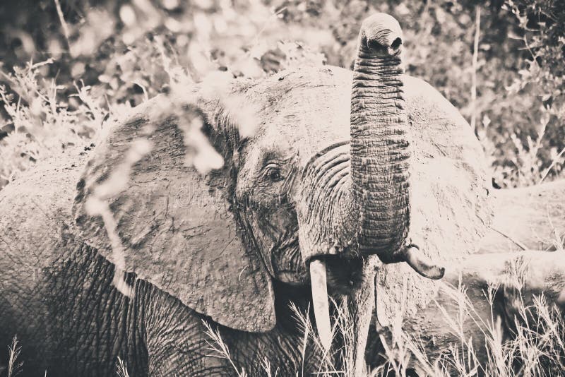 An big elephant at the Kruger Park. An big elephant at the Kruger Park.