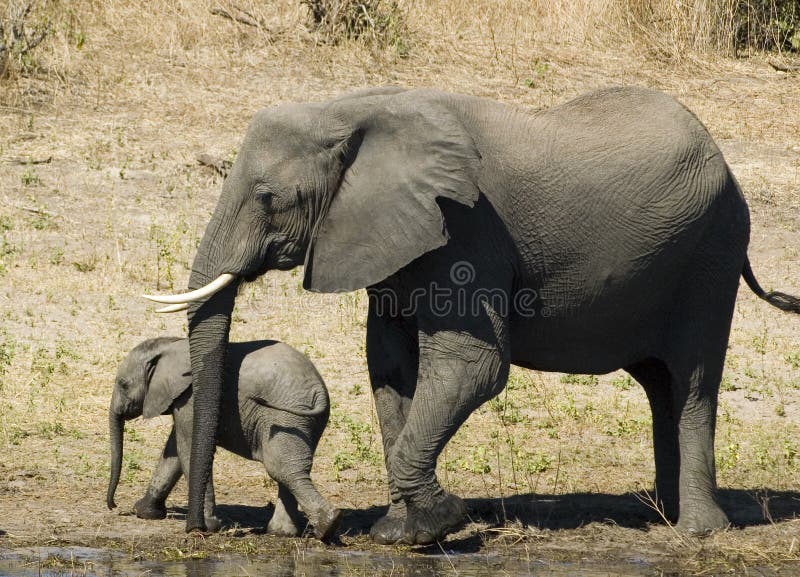 Elefante immagini stock libere da diritti