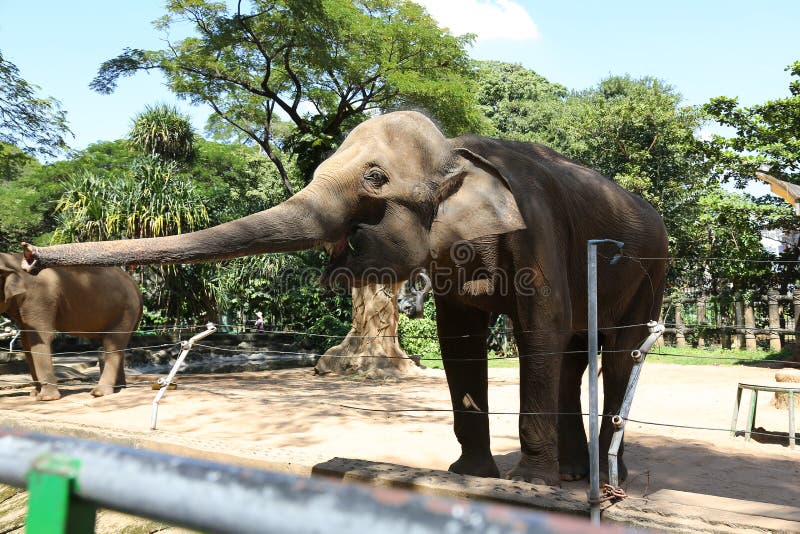 Elefante immagini stock libere da diritti Elefante immagini stock libere da diritti