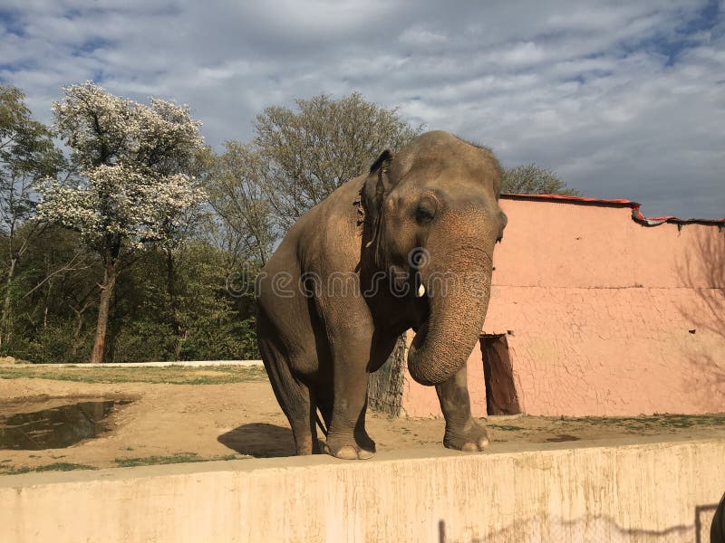 Elefante immagine stock libera da diritti Elefante immagine stock libera da diritti