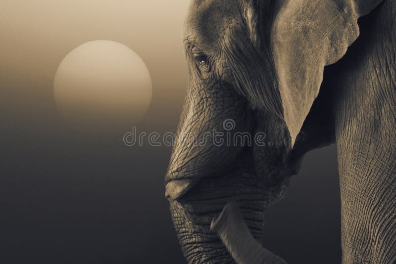 Elefante africano, africana del Loxodonta, colocándose con el levantamiento del sol foto de archivo Elefante africano, africana del Loxodonta, colocándose con el levantamiento del sol foto de archivo