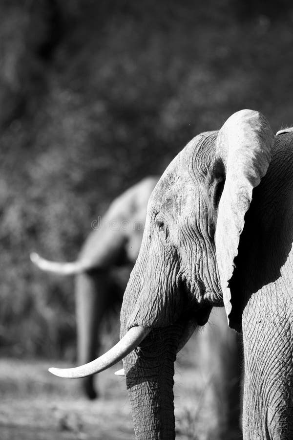 Elefante africano & x28; Africana& x29 do Loxodonta; em duplicado fotografia de stock Elefante africano & x28; Africana& x29 do Loxodonta; em duplicado fotografia de stock