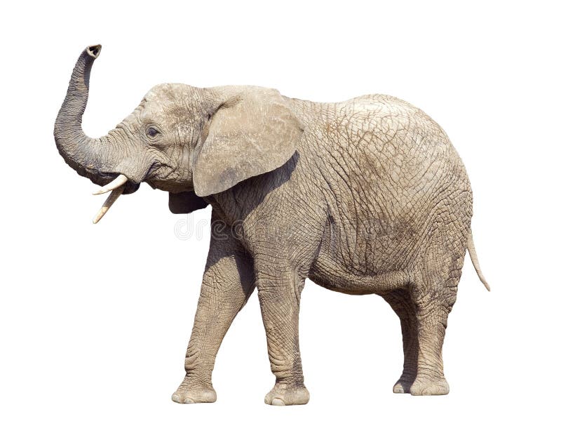 Elefante africano com trajeto de grampeamento