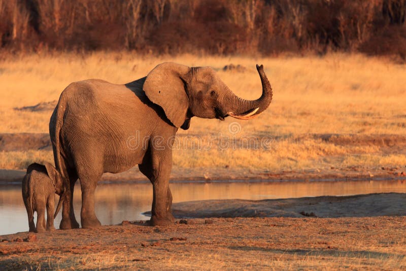 Elefante africano de Bush imagem de stock Elefante africano de Bush imagem de stock