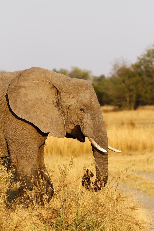 Elefante africano de la matriarca que lleva la manera fotografía de archivo libre de regalías Elefante africano de la matriarca que lleva la manera fotografía de archivo libre de regalías