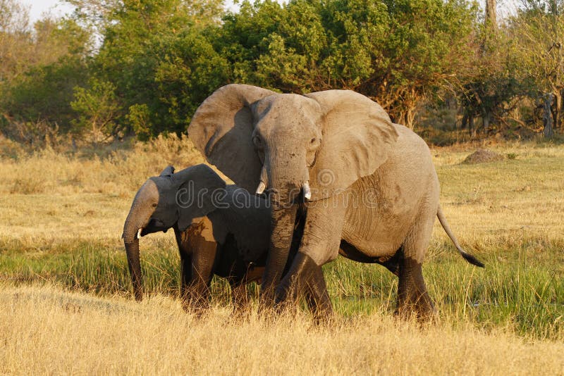 Elefante africano de la matriarca que lleva la manera fotografía de archivo libre de regalías Elefante africano de la matriarca que lleva la manera fotografía de archivo libre de regalías