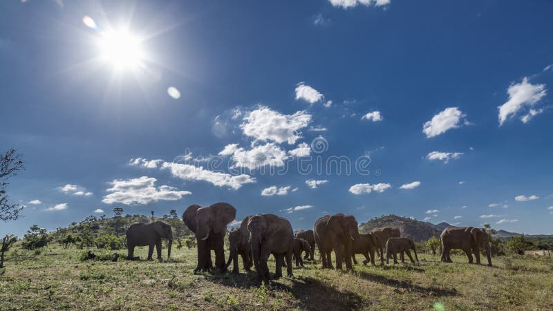 Elefante africano del arbusto en el parque nacional de Kruger, Sur?frica foto de archivo Elefante africano del arbusto en el parque nacional de Kruger, Sur?frica foto de archivo