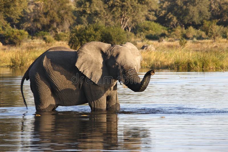 Elefante africano - delta di Okavango - il Botswana fotografia stock libera da diritti Elefante africano - delta di Okavango - il Botswana fotografia stock libera da diritti