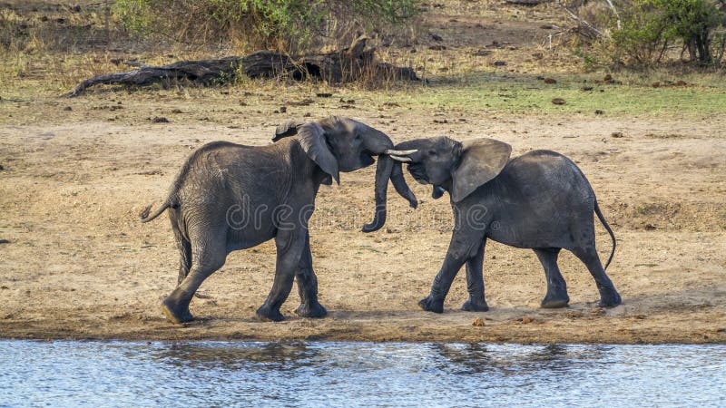 Elefante africano do arbusto no parque nacional de Kruger imagem de stock Elefante africano do arbusto no parque nacional de Kruger imagem de stock
