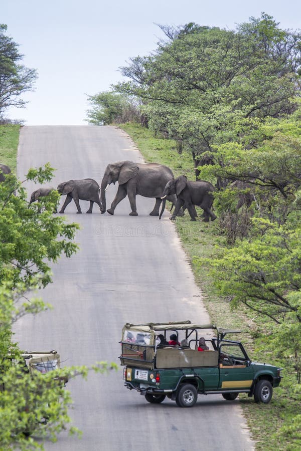 Elefante africano do arbusto no parque nacional de Kruger, África do Sul imagem de stock Elefante africano do arbusto no parque nacional de Kruger, África do Sul imagem de stock