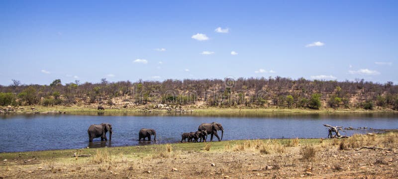 Elefante africano do arbusto no parque nacional de Kruger, África do Sul imagem de stock Elefante africano do arbusto no parque nacional de Kruger, África do Sul imagem de stock
