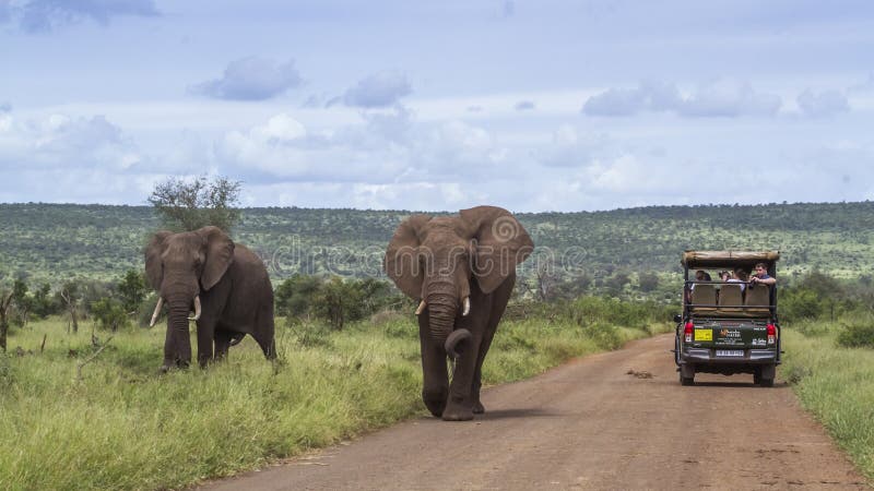 Elefante africano do arbusto no parque nacional de Kruger, África do Sul imagens de stock Elefante africano do arbusto no parque nacional de Kruger, África do Sul imagens de stock