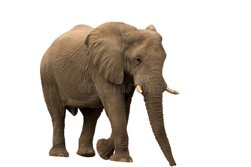 Elefante africano do deserto isolado no fundo branco imagem de stock Elefante africano do deserto isolado no fundo branco imagem de stock