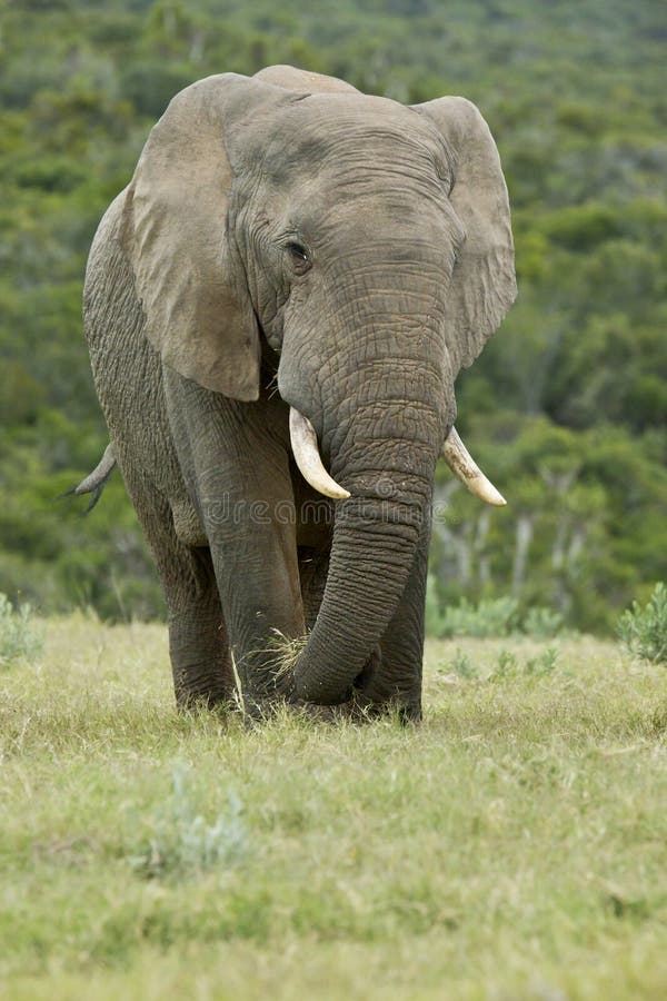 Elefante africano enorme que come la hierba seca. Elefante africano enorme que coloca y que saca la hierba seca con su tronco en un campo