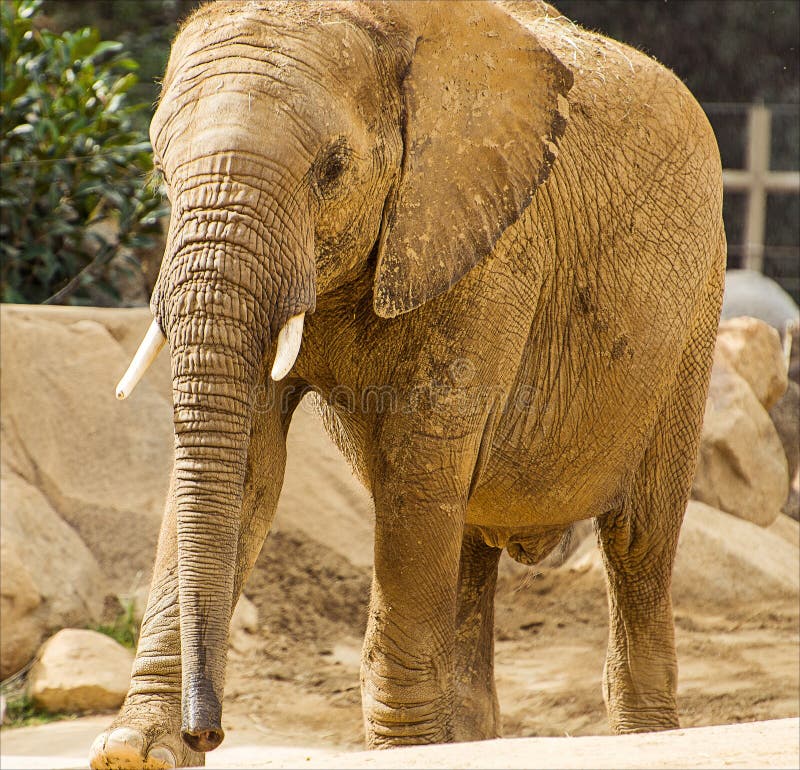 Elefante africano femenino en parque del safari imágenes de archivo libres de regalías Elefante africano femenino en parque del safari imágenes de archivo libres de regalías