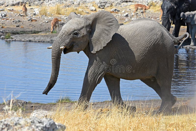 Elefante africano joven en el parque nacional de Etosha en Namibia imagenes de archivo Elefante africano joven en el parque nacional de Etosha en Namibia imagenes de archivo