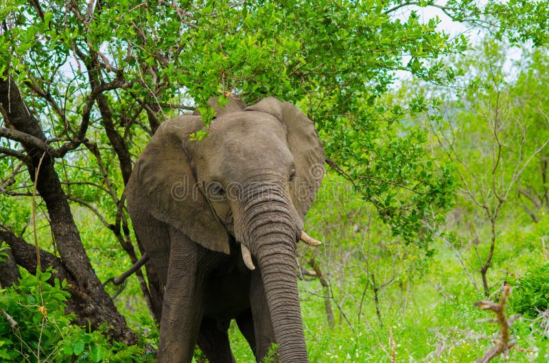 Elefante Africano No Habitat Natural Foto de Stock Imagem de animal