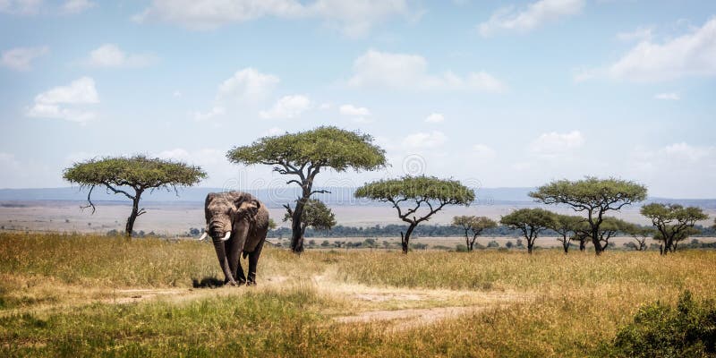 Elefante africano que anda árvores passadas da acácia em África fotografia de stock Elefante africano que anda árvores passadas da acácia em África fotografia de stock