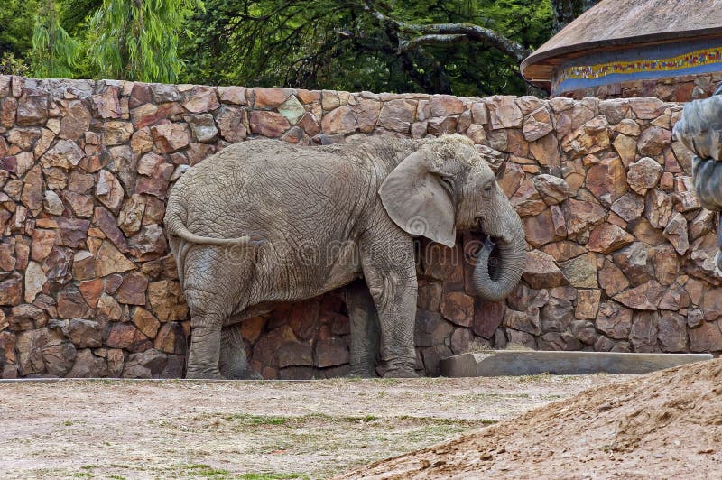 Elefante africano in zoo immagini stock Elefante africano in zoo immagini stock