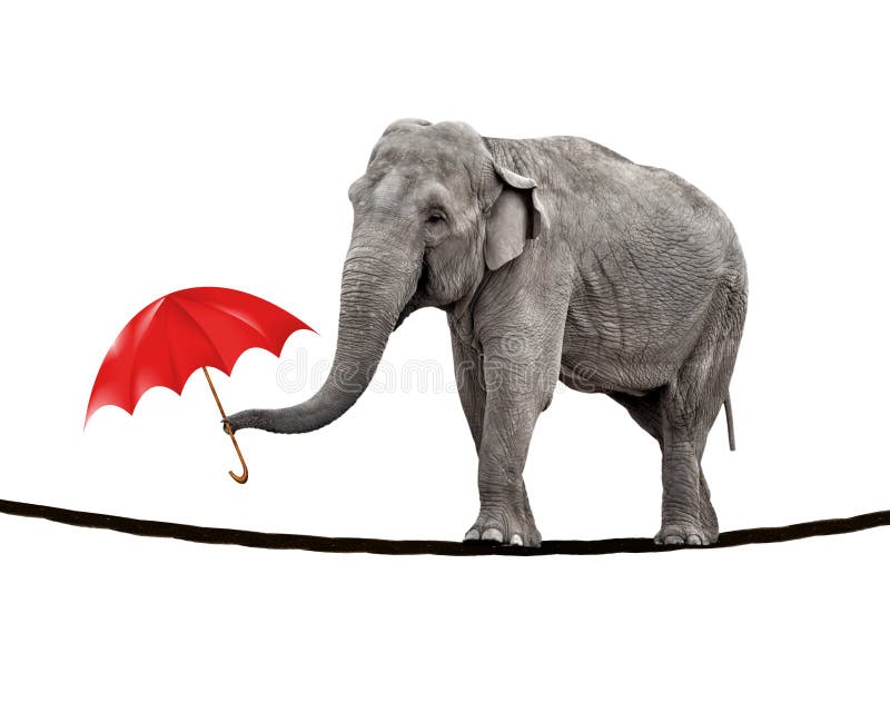 A young circus elephant walking on a tightrope and carrying a red umbrella. A young circus elephant walking on a tightrope and carrying a red umbrella.