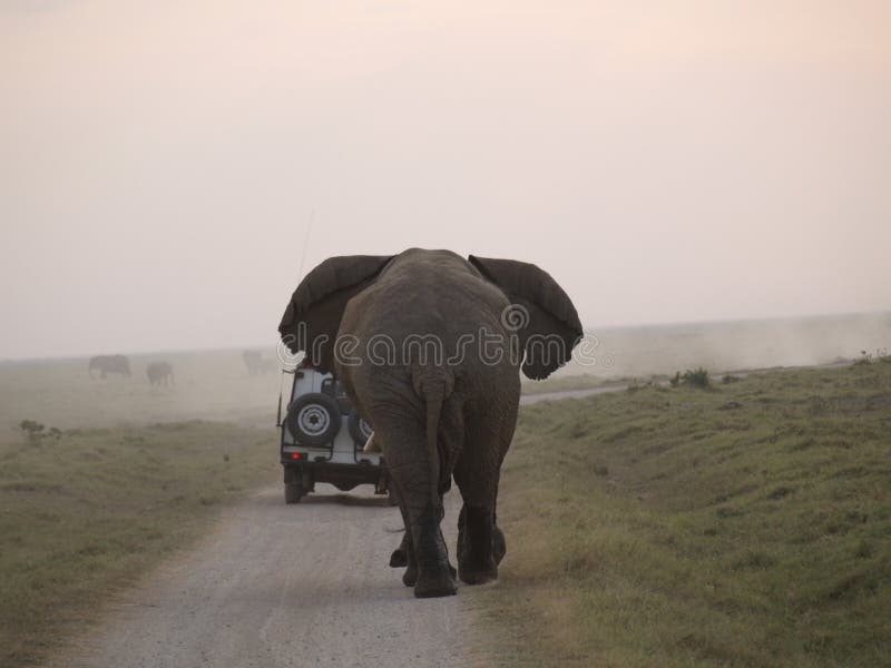 Elefante arrabbiato che insegue automobile fotografia stock libera da diritti Elefante arrabbiato che insegue automobile fotografia stock libera da diritti