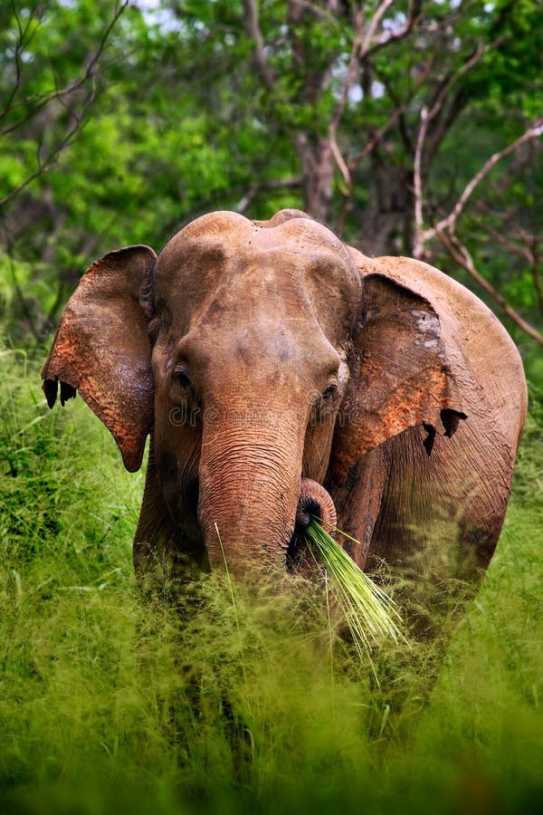 Elefante asiatico, maximus di elephas maximus, con erba verde nel tronco, grande mammifero nell'habitat della natura, Yala Pakr n immagini stock libere da diritti Elefante asiatico, maximus di elephas maximus, con erba verde nel tronco, grande mammifero nell'habitat della natura, Yala Pakr n immagini stock libere da diritti
