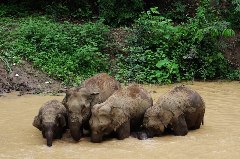 Elefante asiatico selvaggio Elefante asiatico selvaggio