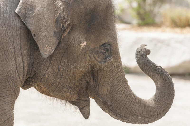 Elefante asiático imagem de stock Elefante asiático imagem de stock