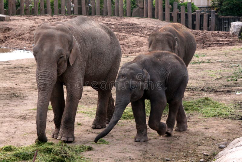 The Asian or Asiatic Elephant (Elephas Maximus), also known by the name of one of its subspecies - the Indian Elephant, is one of the two living species of elephant, and the only living species of the genus Elephas. It is the largest living land animal in Asia. The species is found primarily in Bangladesh, India, Sri Lanka, Indochina and parts of Indonesia. It is considered endangered, with between 25,600 and 32,750 left in the wild. This animal is widely domesticated, and has been used in forestry in South and Southeast Asia for centuries and also in ceremonial purposes. Historical sources indicate that they were sometimes used during the harvest season primarily for milling. Wild elephants attract tourist money to the areas where they can most readily be seen, but damage crops, and may enter villages to raid gardens. The Asian elephant is smaller than its African relatives; the easiest way to distinguish the two is that the Asian elephant has smaller ears. The Asian Elephant tends to grow to around two to four meters (7â€“12 feet) in height and 3,000â€“5,000 kilograms (6,500â€“11,000 pounds) in weight. The Asian Elephant has other differences from its African relatives, including a more arched back than the African, one semi-prehensile finger at the tip of its trunk as opposed to two, four nails on each hind foot instead of three, and 19 pairs of ribs instead of 21. The Asian or Asiatic Elephant (Elephas Maximus), also known by the name of one of its subspecies - the Indian Elephant, is one of the two living species of elephant, and the only living species of the genus Elephas. It is the largest living land animal in Asia. The species is found primarily in Bangladesh, India, Sri Lanka, Indochina and parts of Indonesia. It is considered endangered, with between 25,600 and 32,750 left in the wild. This animal is widely domesticated, and has been used in forestry in South and Southeast Asia for centuries and also in ceremonial purposes. Historical sources indicate that they were sometimes used during the harvest season primarily for milling. Wild elephants attract tourist money to the areas where they can most readily be seen, but damage crops, and may enter villages to raid gardens. The Asian elephant is smaller than its African relatives; the easiest way to distinguish the two is that the Asian elephant has smaller ears. The Asian Elephant tends to grow to around two to four meters (7â€“12 feet) in height and 3,000â€“5,000 kilograms (6,500â€“11,000 pounds) in weight. The Asian Elephant has other differences from its African relatives, including a more arched back than the African, one semi-prehensile finger at the tip of its trunk as opposed to two, four nails on each hind foot instead of three, and 19 pairs of ribs instead of 21.