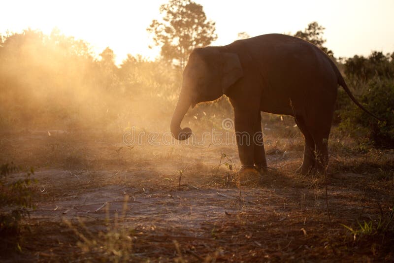 Elefante asiático del bebé en la puesta del sol imagenes de archivo Elefante asiático del bebé en la puesta del sol imagenes de archivo