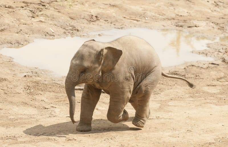 Elefante asiático joven imagen de archivo libre de regalías Elefante asiático joven imagen de archivo libre de regalías