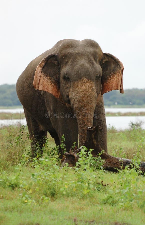 Elefante asiático o asiático, Ceilán imágenes de archivo libres de regalías Elefante asiático o asiático, Ceilán imágenes de archivo libres de regalías