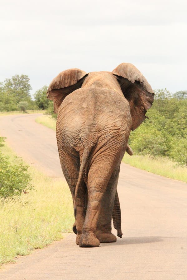 Elefante caminando por la carretera fotografía de archivo libre de regalías Elefante caminando por la carretera fotografía de archivo libre de regalías
