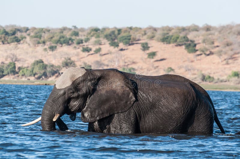 Elefante che attraversa il fiume fotografia stock Elefante che attraversa il fiume fotografia stock