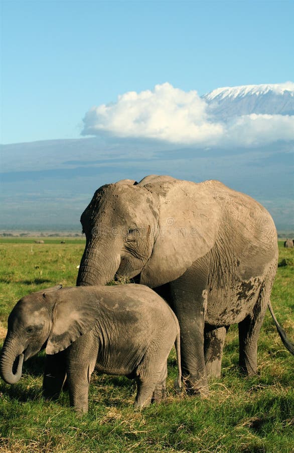Elefante che pasce sotto Kilimanjaro fotografia stock libera da diritti Elefante che pasce sotto Kilimanjaro fotografia stock libera da diritti