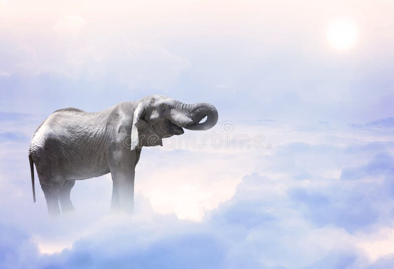 Elefante che sta sulle nuvole fotografia stock libera da diritti Elefante che sta sulle nuvole fotografia stock libera da diritti