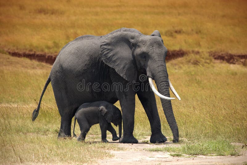 Elefante com um bebé em Amboseli fotografia de stock royalty free