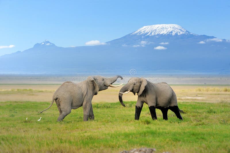 Elefante con el monte Kilimanjaro imágenes de archivo libres de regalías Elefante con el monte Kilimanjaro imágenes de archivo libres de regalías