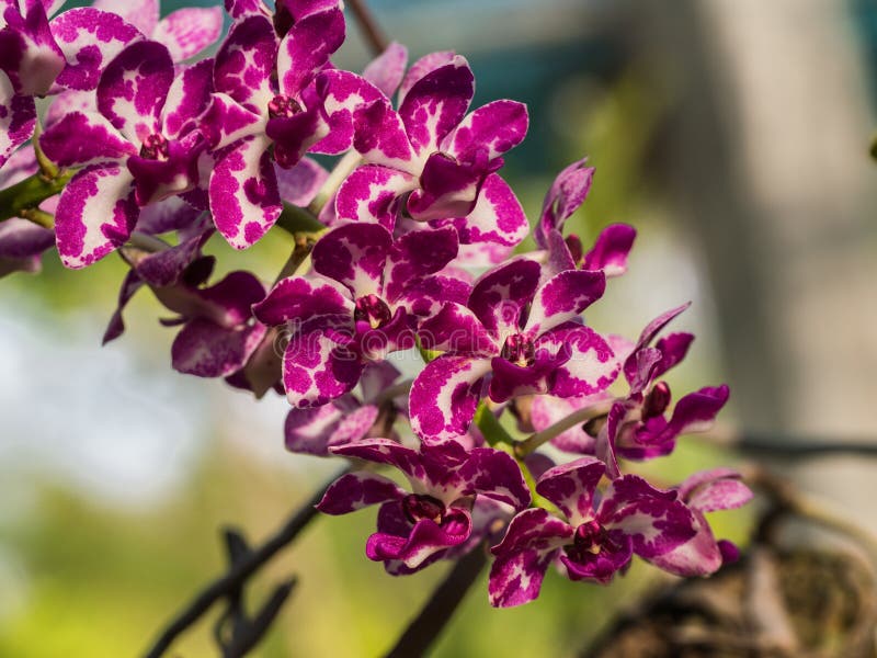 Orquídea, Orelha De Elefante Imagem de Stock - Imagem de pêndulo, chuva:  71940355