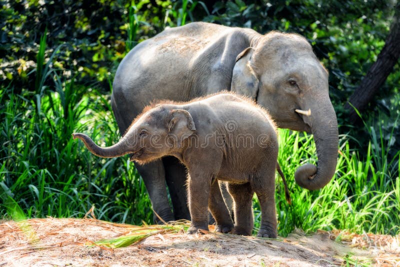 Elefante da matriz com bebê imagens de stock Elefante da matriz com bebê imagens de stock