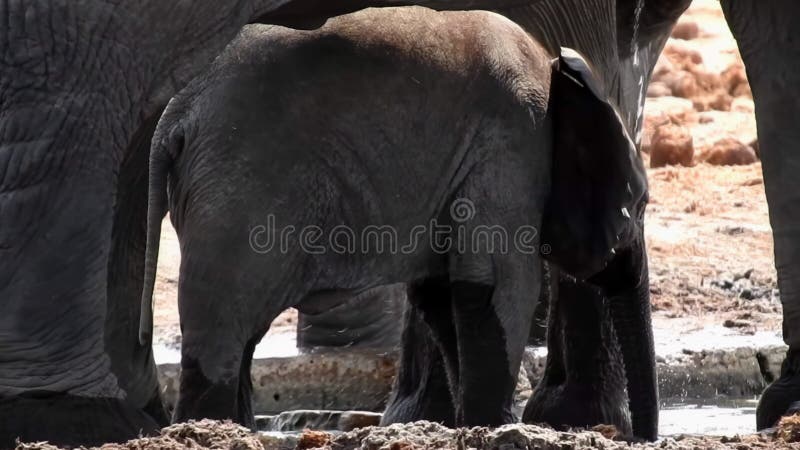 Elefante de bebé en un agujero de agua