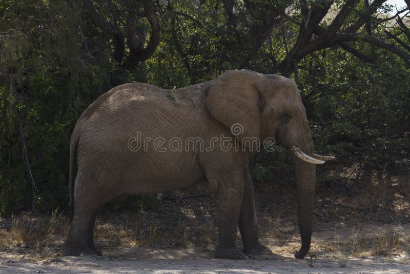 Elefante de Bull Desierto-adaptado imágenes de archivo libres de regalías Elefante de Bull Desierto-adaptado imágenes de archivo libres de regalías