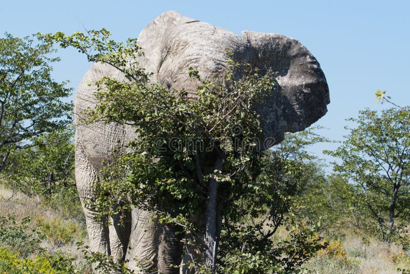 Elefante de Bull que rasguña en el árbol, parque nacional de Etosha, Namibia fotografía de archivo Elefante de Bull que rasguña en el árbol, parque nacional de Etosha, Namibia fotografía de archivo