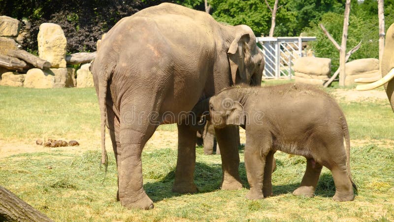 Elefante del bebé que amamanta la cámara lenta 4K