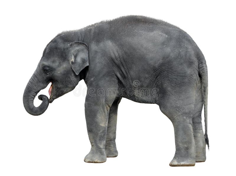 Elefante del bebé que camina aislado en el fondo blanco Cierre integral del elefante derecho para arriba Elefante gris asiático f foto de archivo libre de regalías Elefante del bebé que camina aislado en el fondo blanco Cierre integral del elefante derecho para arriba Elefante gris asiático f foto de archivo libre de regalías