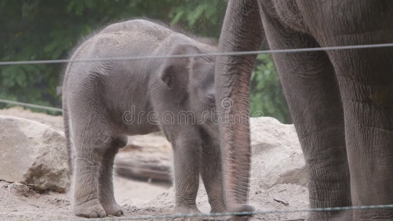 Elefante del bebé que intenta encontrar su manera