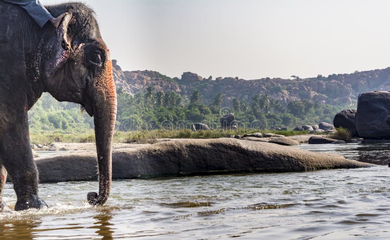 Elefante del tempio circa per prendere un bagno del fiume immagine stock libera da diritti Elefante del tempio circa per prendere un bagno del fiume immagine stock libera da diritti