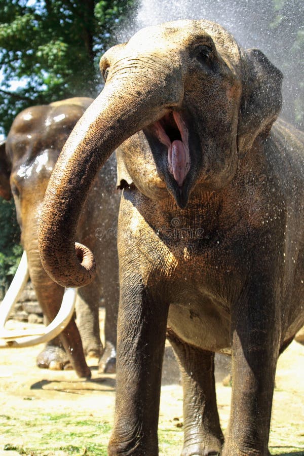Elefante divertido Elefante divertido